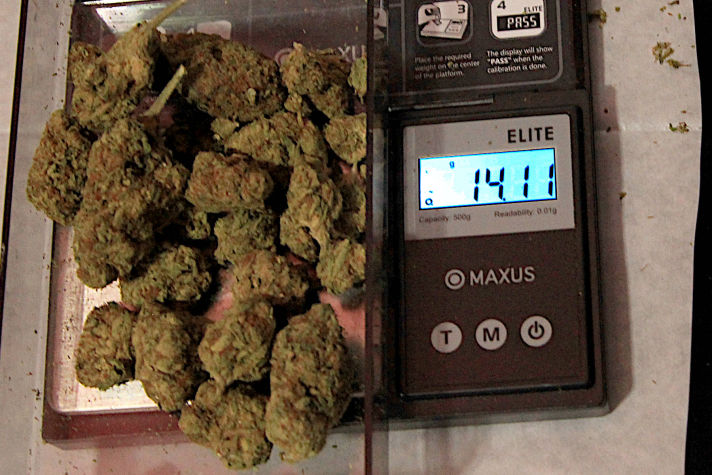 The Regular Cannabis Is Weighed 